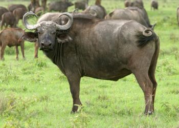 Nord-Kivu/Rutshuru: 5 personnes gravement blessées par un buffle à Kitarama