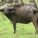 Nord-Kivu/Rutshuru: 5 personnes gravement blessées par un buffle à Kitarama
