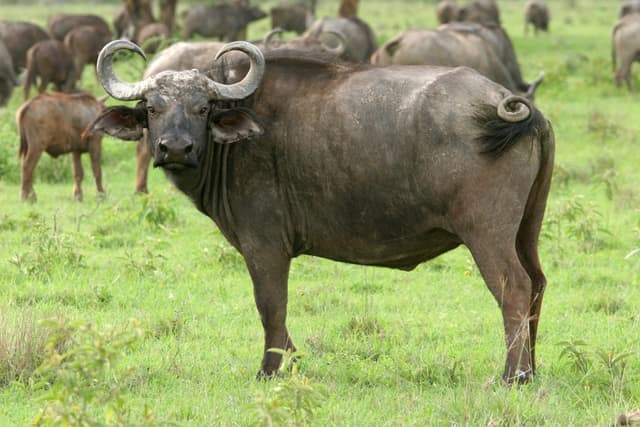 Nord-Kivu/Rutshuru: 5 personnes gravement blessées par un buffle à Kitarama