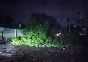 Pluie dans certains coins de Kinshasa: Pas de passage pour les véhicules de Rond-point SOCIMAT à Safricas suite à l’écroulement d’un arbre