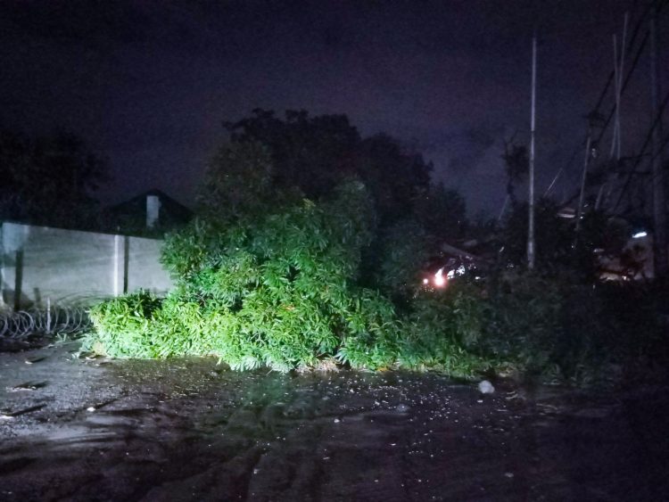Pluie dans certains coins de Kinshasa: Pas de passage pour les véhicules de Rond-point SOCIMAT à Safricas suite à l’écroulement d’un arbre