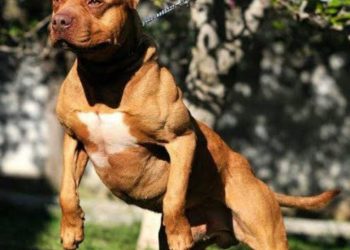 Kinshasa : Interdiction de promenade avec des chiens de race par le bourgmestre de la commune Ndjili !