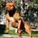 Kinshasa : Interdiction de promenade avec des chiens de race par le bourgmestre de la commune Ndjili !
