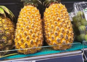Les disparités de prix des produits locaux en RDC | l’ananas, symbole d’un défi logistique